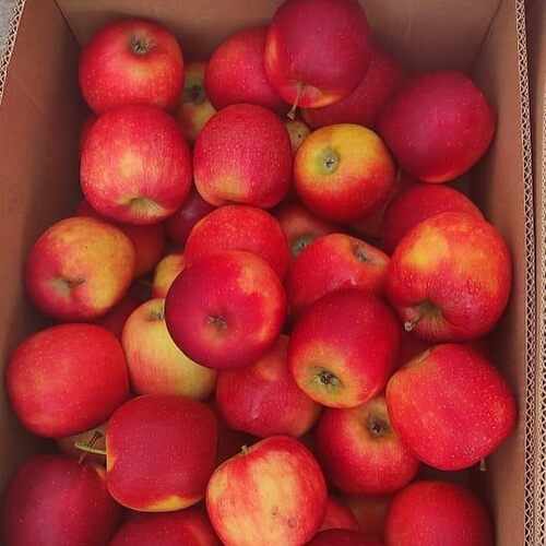 Sweet & Juicy Royal Gala Apples